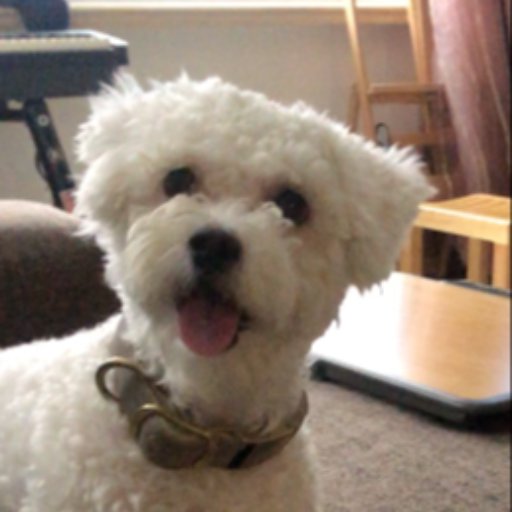 Pet photo